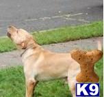 Used Dog Supplies for Sale